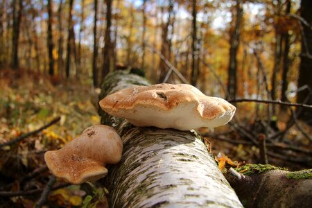 Autumn discovered mushrooms photo