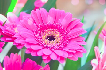 Pink gerbera flower flowers
