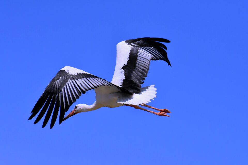 Birds plumage nature