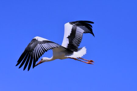Birds plumage nature