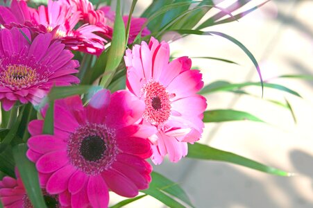 Pink gerbera flower flowers