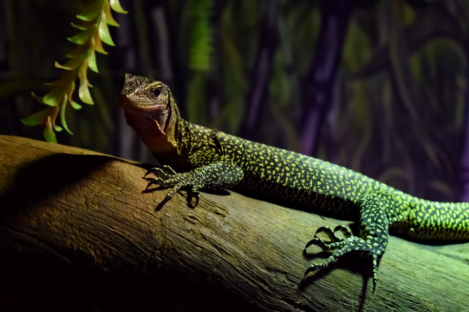 Animal lizard wildlife