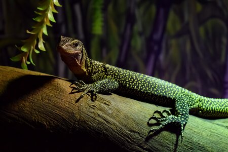 Animal lizard wildlife