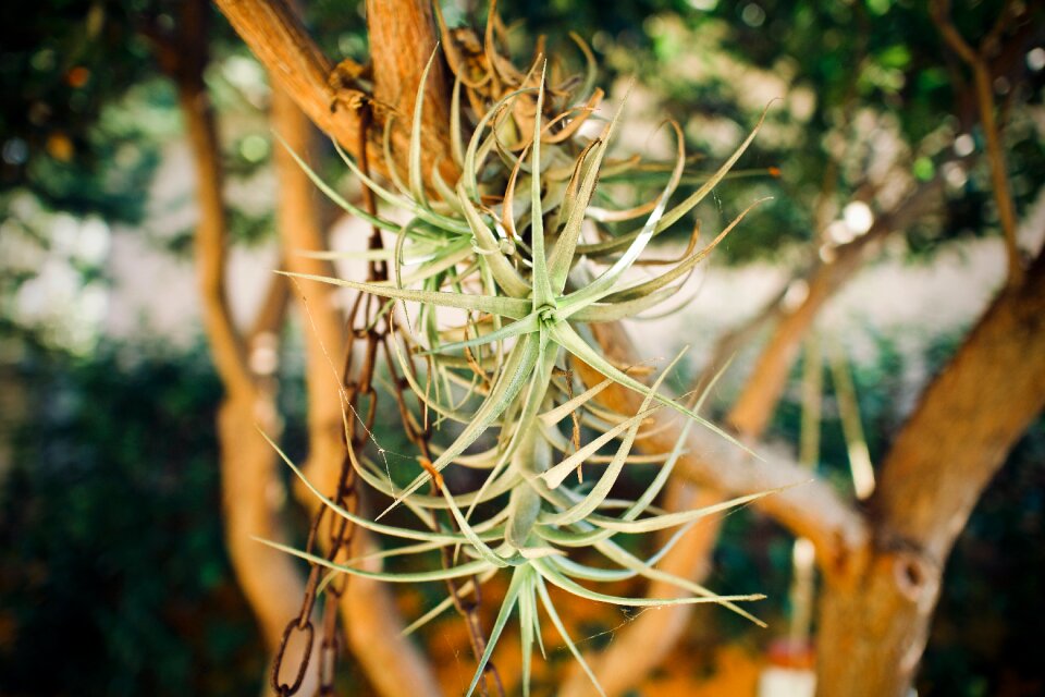 Roots gardening evergreen photo