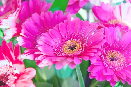 Pink gerbera flower flowers