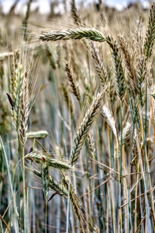 Field harvest summer