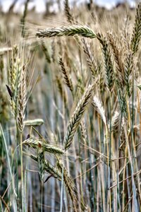 Field harvest summer