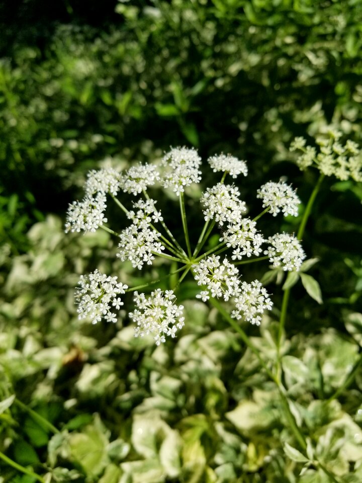 Close up soft nature
