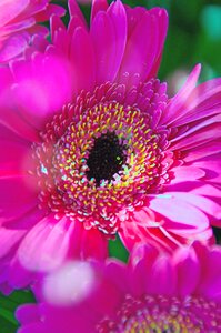 Pink gerbera flower flowers