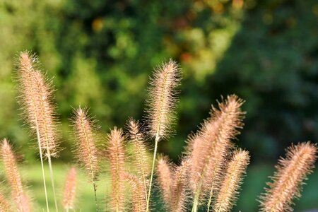 Grass bank nature
