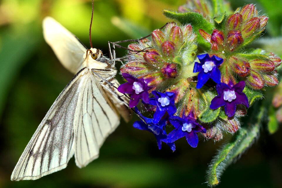 Insect nature macro