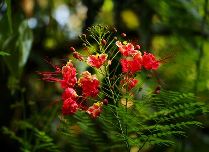 Garden leaf tree photo