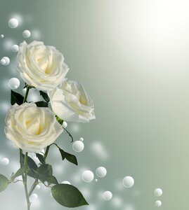 Background congratulation white