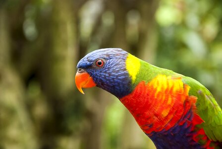Papegaaiachtigen tropical zoo
