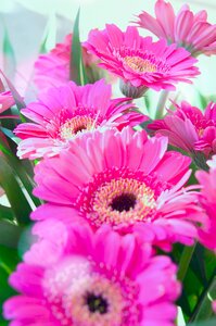 Pink gerbera flower flowers