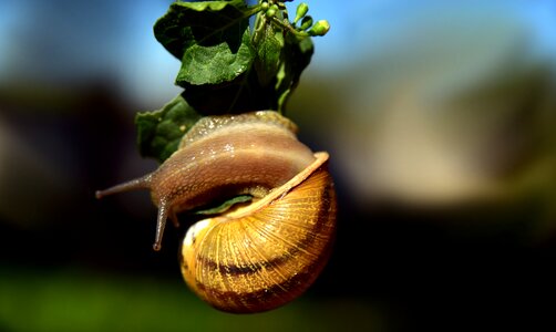 Shellfish shell swirl