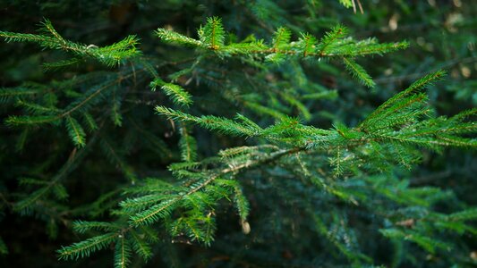 Nature green branch photo