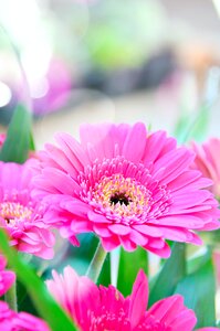 Pink gerbera flower flowers