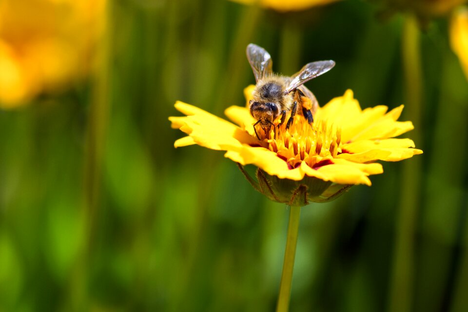 Insects macro yellow