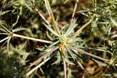 Vegetation plants weed