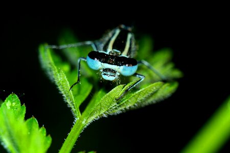 Macro nature dragonflies