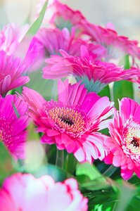 Pink gerbera flower flowers