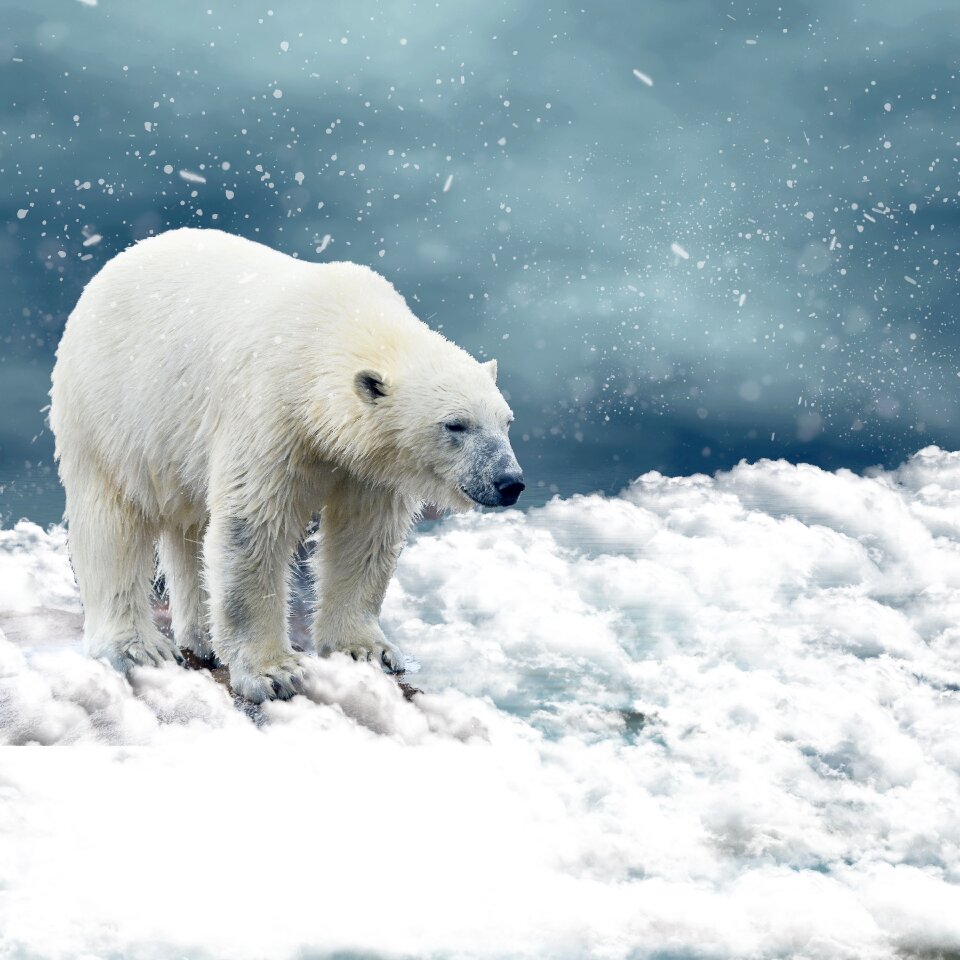 Cold nature winter