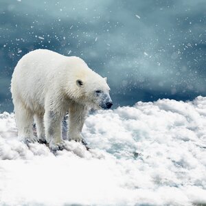 Cold nature winter