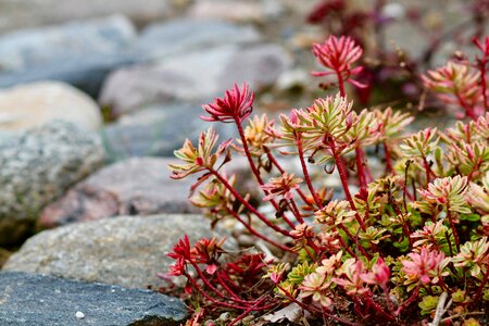 Plant growth color photo