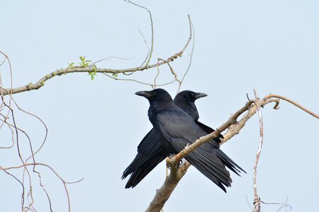 Wild birds crow crow i'll photo