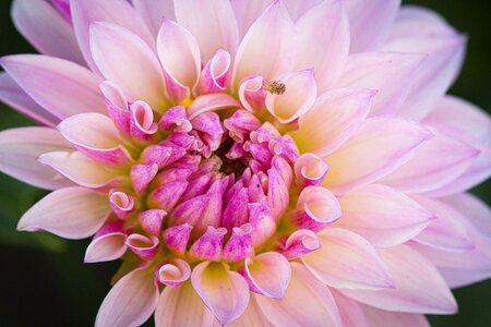 Blossom bloom dahlia garden photo