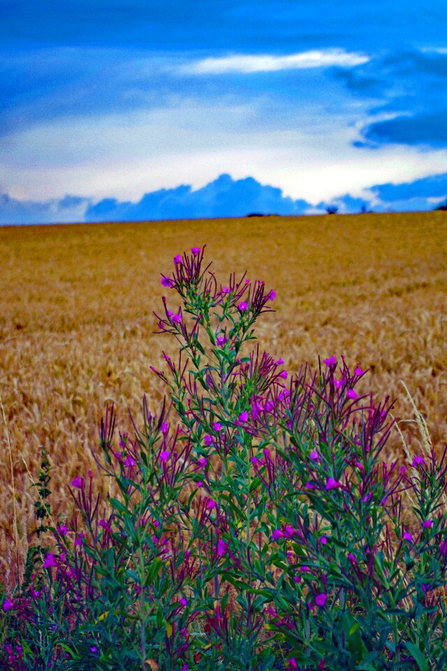 Cornflower cereals nature