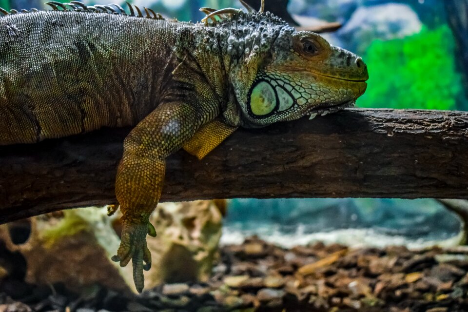 Lizard animal nature
