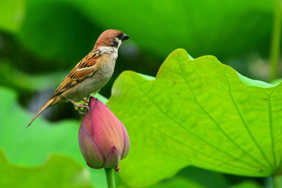Animal bird sparrow