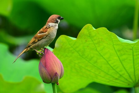 Animal bird sparrow