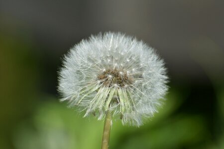 Flowers dandelion fluffy photo