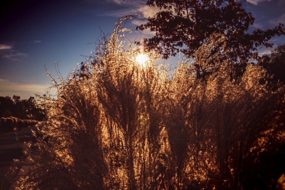 Landscape evening dawn