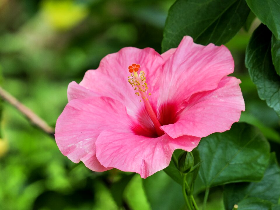 Leaf garden petal