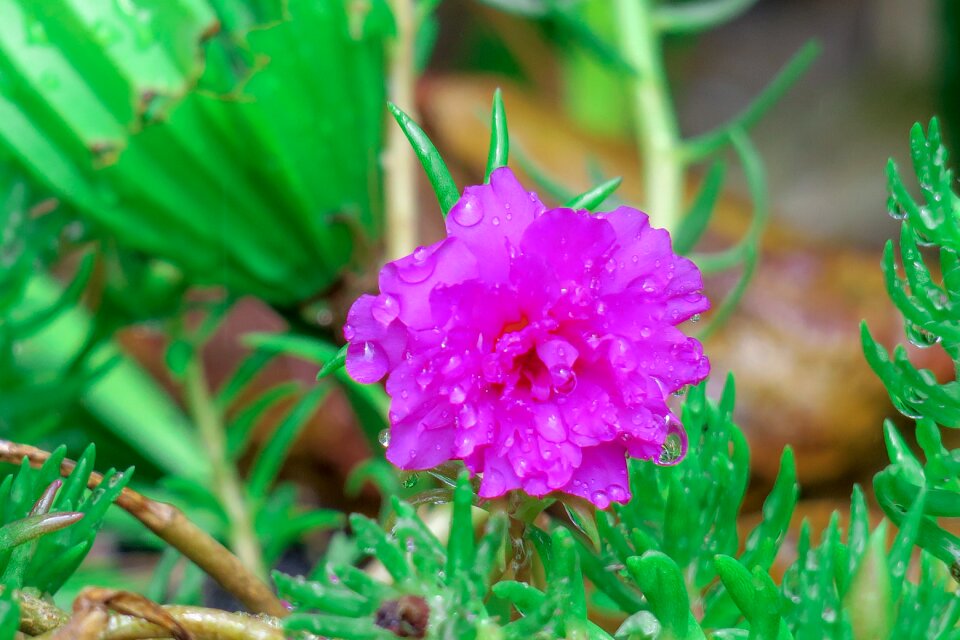 Petal nature hong kong