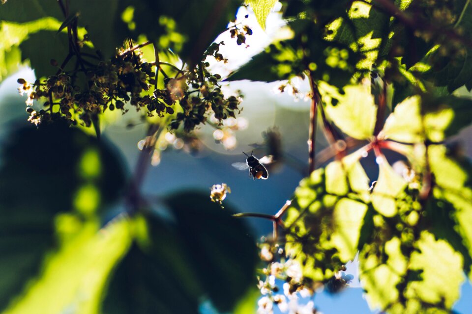 Nature flowers bloom