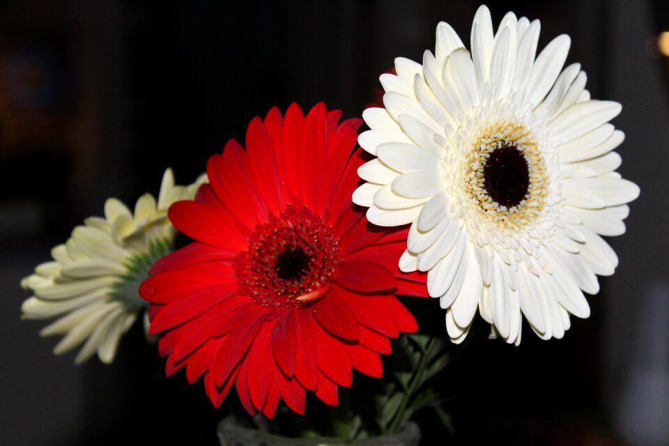 Bloom flower garden close up