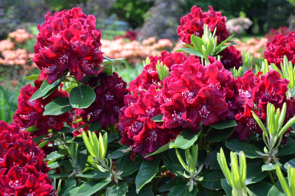 Nature plant rhododendron