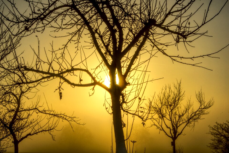 Fog aesthetic branches