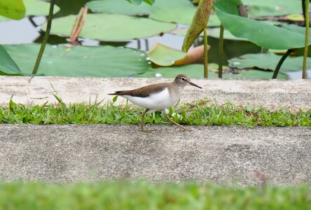 Outdoors bird wildlife