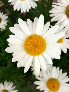 Summer plant daisies