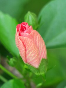 Leaf garden petal