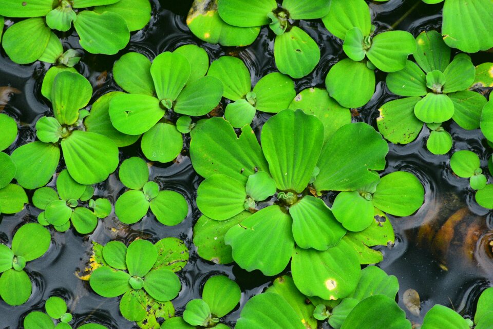 Water cabbage water lotus the large leaves of the lotus