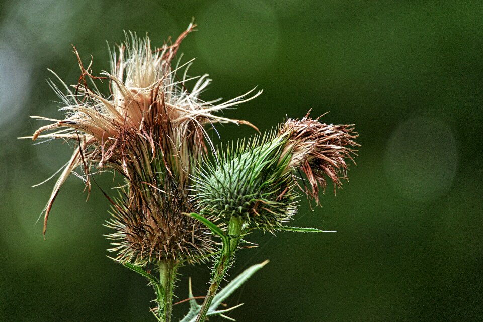 Close up nature plant