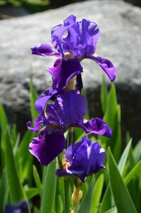 Plant flower lily photo