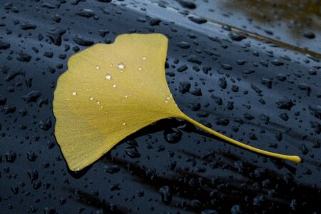 Non wet leaf